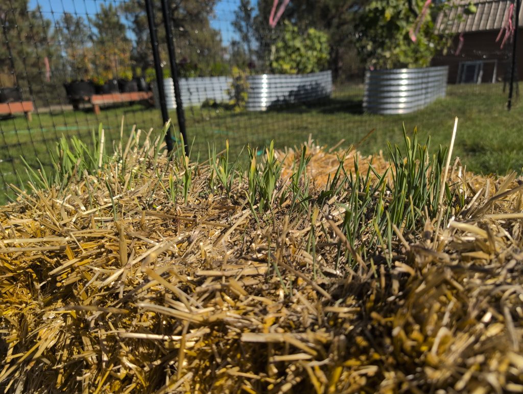 A sprouting "straw" bale - taken right before the first frost.