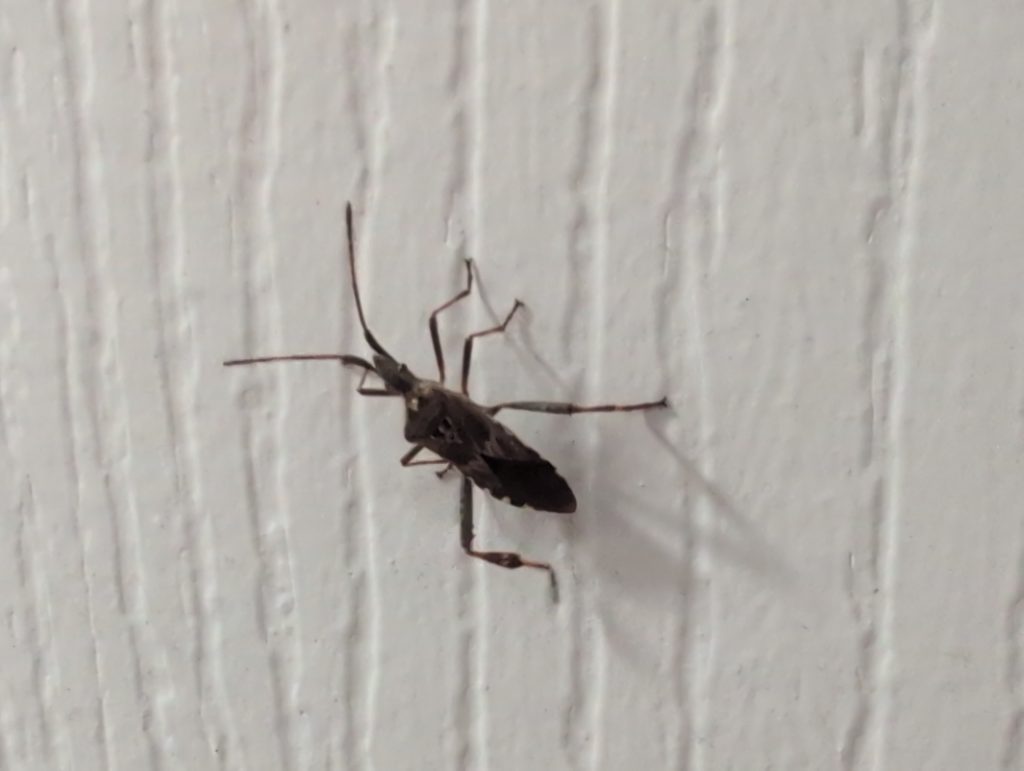 A western conifer seed bug (Leptoglossus occidentalis) on an interior door - just prior to being vacuumed up.